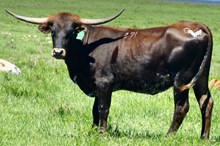 GLR 20 RIO GROUND GAL