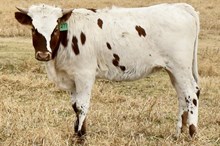 GLR DANICAS TOP 20 GAL