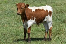 MARLBORO MAN X TUFFS TOP TEXA bull