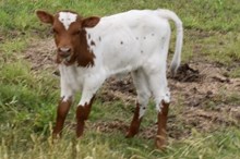 SHERIDAN X 20 WHIP ER WIL bull