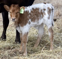 Eclipse X Maxine heifer