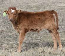 CORONADO X CONCEALED PHENOMENON bull