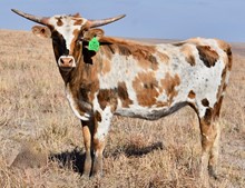 GLR HOUDINIS ROYAL GAL