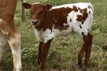 SHERIDAN X ROYAL MERMAID bull