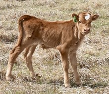 TSUNAMI X CASANOVA SWEETHEART bull #2