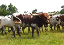 TCC Texanas Texas Twister