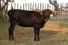 JMR NIGHTHAWK