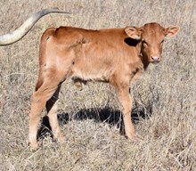 TSUNAMI X WYOMING FEISTY LEIGH bull