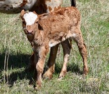 TSUNAMI  X CHILLIN' OUT bull