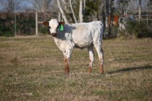 Pacific Dillana Heifer 2025