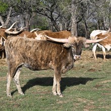 FULL PACK X BR JUNGLE JIM 24