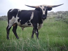 Saddle Bronc