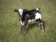 Heifer Calf #10