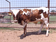 RJF GAL BULL TAG 273