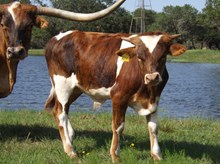 RJF ALLEN bull TAG 277