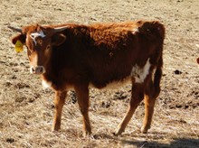 HELEN MARIE KELLY HEIFER CALF