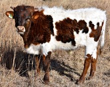 GLR LIBERTY X ECLIPSE bull calf