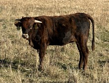 Dark Chocolate 25 hef