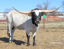 GLR RIO TUFF JAM GAL