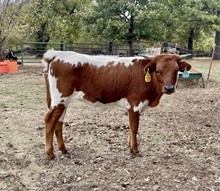 6/22 Pot O Gold’s Heifer Calf