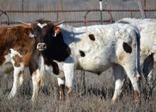 Field of Dreams 2014 bull