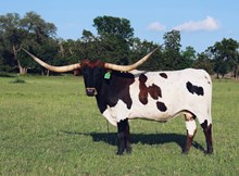 GLR MONIKAS  TEXANA GAL