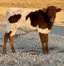 Faith x Colluder Bull Calf