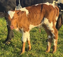 CACTUS JACK X MIDNIGHT GOLD bull
