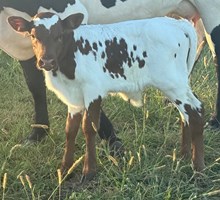 CACTUS JACK X MONIKAS ROYAL bull