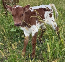 SHERIDAN X ROYAL MERMAID bull