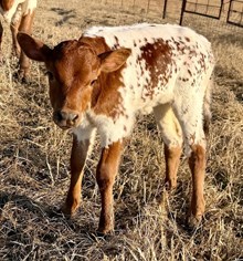 GLR HANGIN' 20 PEARLS