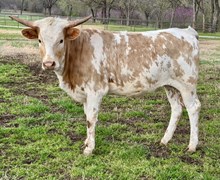 Razzlin’ 24 Heifer 