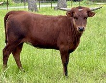 Foxy 24 Heifer