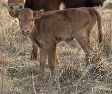 GLR HANGIN' ON MERMAIDS
