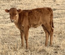 GLR HANGIN' ON MERMAIDS