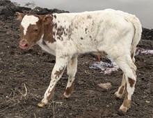 SHERIDAN X ROYAL TEMPTATION bull