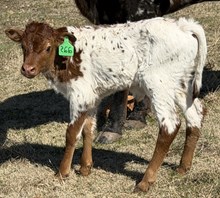 MARLBORO MAN X 20 ROYALE bull