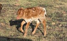 SHERIDAN X 20 RIO GROUND bull