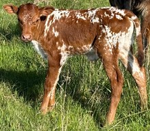SHERIDAN X SHEZA TEXANA TOP GAL bull