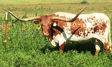 Grande Perfection SL