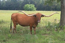 HORSESHOE J EXAMPLE