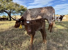 #2325  HR Iron 40 x BR Jungle Jim