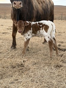 SHERIDAN X CUT N WILD bull