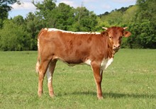 BR Cracker Jack Heifer