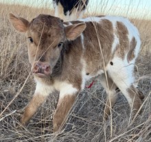 SHERIDAN X ROMAN DIAMOND bull