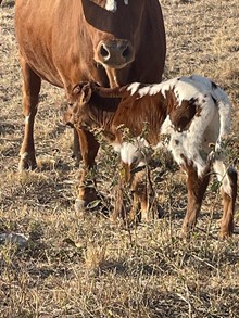 TEXAS TUFF X SHEZA MERMAID bull