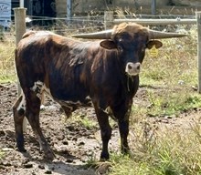 Heart Breaker x Cosmic Grace