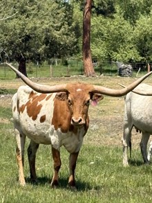 RR Crowns Pacific Girl