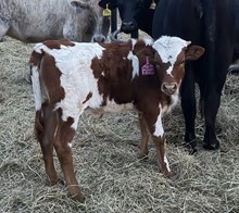 #131 BUX 20 GAUGE X SOCKS