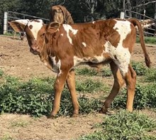 Lucky Lucille Steer